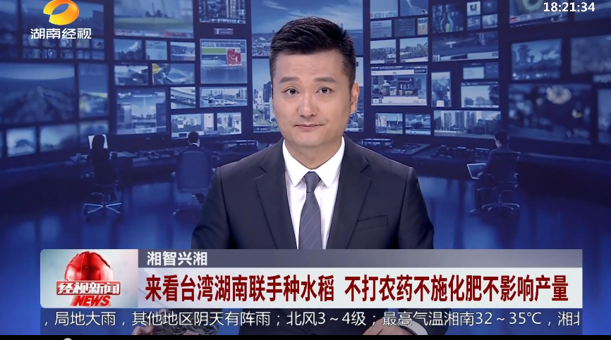 湘智兴湘 来看台湾湖南联手种水稻 不打农药不施化肥不影响产量